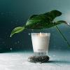 NEST New York Scented Classic Candle Duo, Forest Rain – 8.1 oz, Pack of 2 – Up to 60-Hour Burn Time Each – Reusable Glass Vessel(Forest Rain)