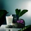 NEST New York Scented Classic Candle Duo, Forest Rain – 8.1 oz, Pack of 2 – Up to 60-Hour Burn Time Each – Reusable Glass Vessel(Forest Rain)